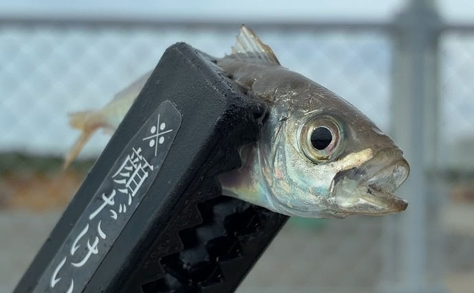 関西サビキ釣り釣果速報：夕マヅメの『大阪南港魚つり園』で豆アジ入れ食いで47匹手中