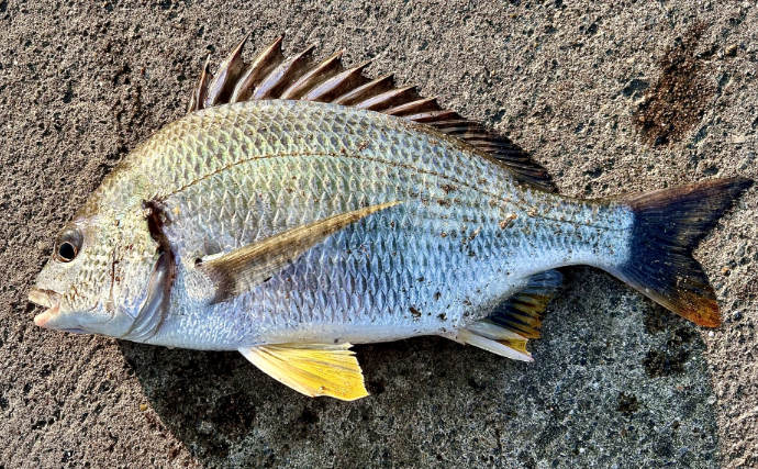 ついに「シジミ」にも忍び寄る「クロダイ」の魔の手　茨城の名所で漁獲量が半減