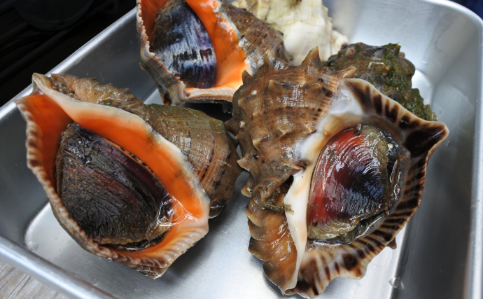 「貝を食べる貝」がとても美味しかった　【アカニシ・ツメタガイ・イボニシ】