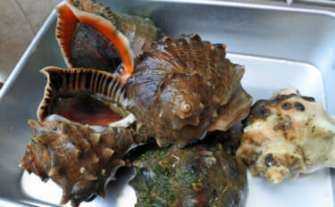 「貝を食べる貝」がとても美味しかった　【アカニシ・ツメタガイ・イボニシ…