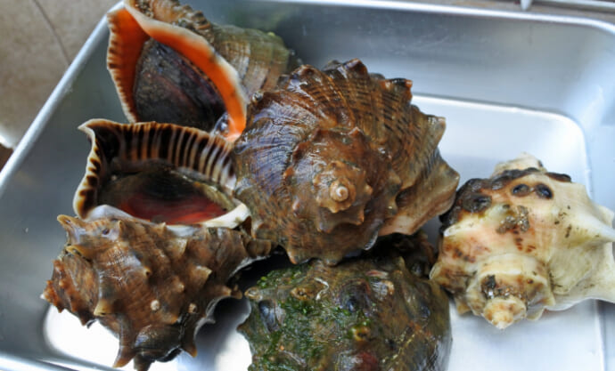 「貝を食べる貝」がとても美味しかった　【アカニシ・ツメタガイ・イボニシ】