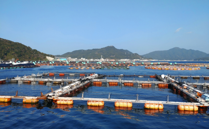逃げ出した養殖魚が環境にもたらす悪影響とは　解決策は陸上養殖スタイルにあり