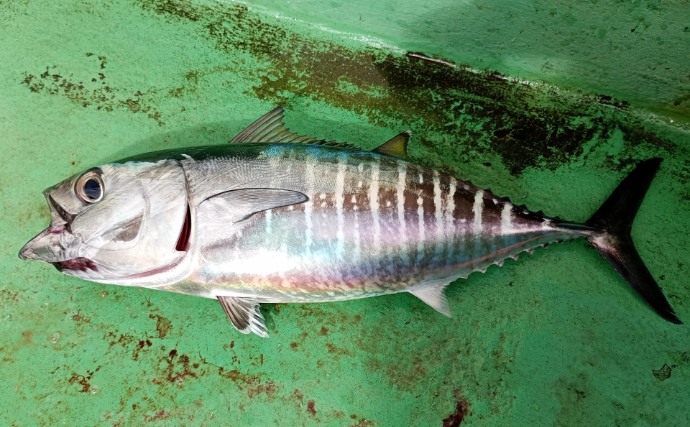 幼魚時代を「メジ」と呼ばれるサカナがたくさんいるワケ　目が近いから「メジカ」が由来？