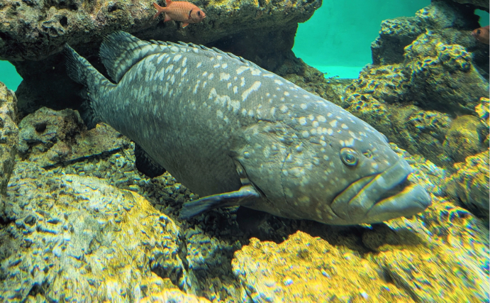 逃げ出した養殖魚が環境にもたらす悪影響とは　解決策は陸上養殖スタイルにあり