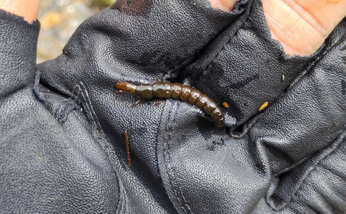 渓流釣りターゲットのサイズによるアタリの違い　大型魚ほどアタリが小さい？