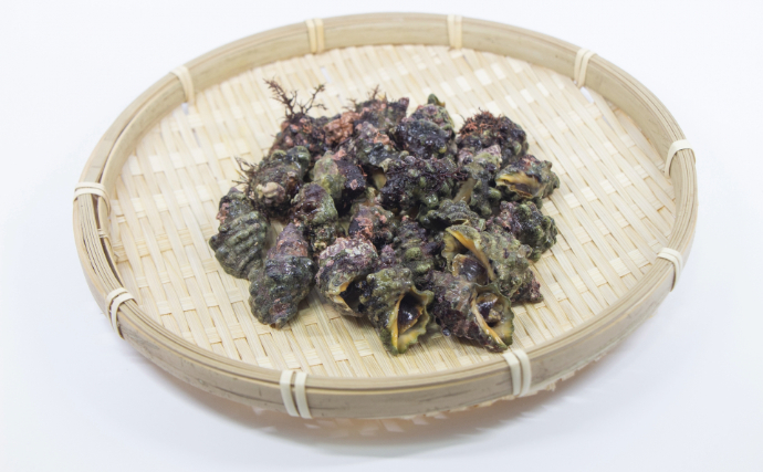 「貝を食べる貝」がとても美味しかった　【アカニシ・ツメタガイ・イボニシ】