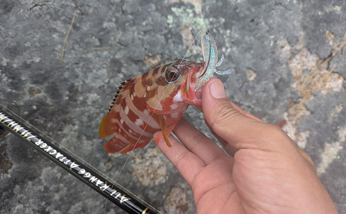 漁港周辺の浅場でライトロックゲームを満喫【京都】シオにハタ類など5魚種をキャッチ！