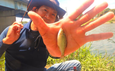 埼玉・びん沼川で淡水「二刀流」釣りを満喫　タナゴ23尾に50cm級コイ…