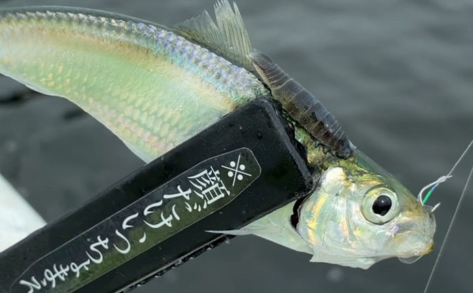 関西サビキ釣り釣果速報：夕マヅメの『大阪南港魚つり園』で豆アジ入れ食いで47匹手中