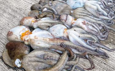 【大阪南港魚つり園】マダコ釣りが好調継続　600g超え2杯含む20杯の…