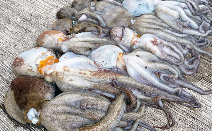 【大阪南港魚つり園】マダコ釣りが好調継続　600g超え2杯含む20杯の好釣果！