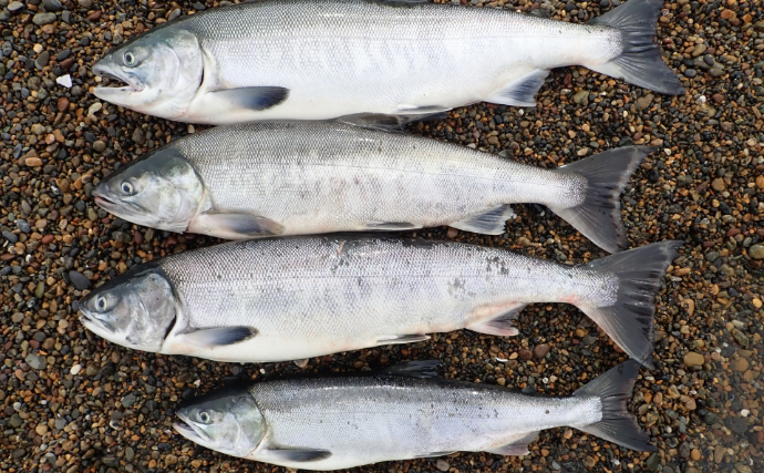 幼魚時代を「メジ」と呼ばれるサカナがたくさんいるワケ　目が近いから「メジカ」が由来？