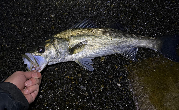 海水温20℃で消える魚種と増える魚種　主役の入れ替えに合わせてターゲットを定めよう