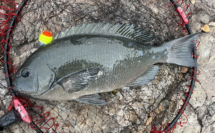 磯フカセ釣りで良型クロの入れ食いを堪能！ 特級磯では49cmも登場【大分県・鶴見の磯】
