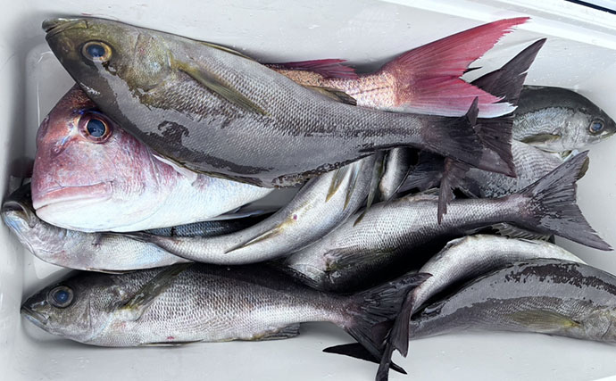 シーズン終盤のイサキSLJで本命連発【じらまる・下関】マダイにキジハタに魚種も多彩！