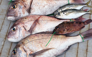 落とし込み終盤戦で50cm超えマダイを連打【和歌山・紀北】多彩な魚種で…