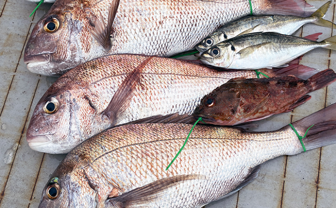 落とし込み終盤戦で50cm超えマダイを連打【和歌山・紀北】多彩な魚種で土産充実