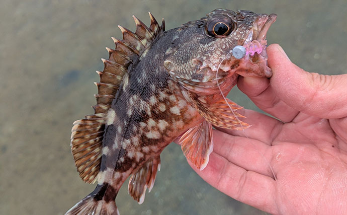 日中ライトルアー釣行でハタ類にガシラと根魚続々【京都】千切れたワームでも連発？