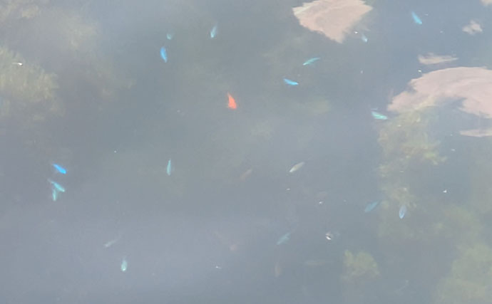 漁港周辺の浅場でライトロックゲームを満喫【京都】シオにハタ類など5魚種をキャッチ！