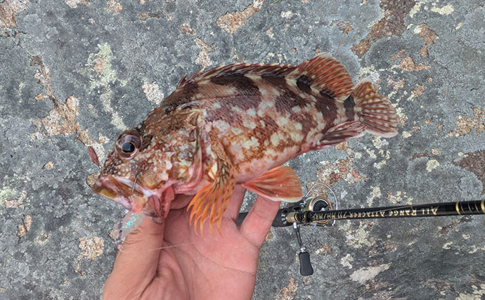 漁港周辺の浅場でライトロックゲームを満喫【京都】シオにハタ類など5魚種をキャッチ！