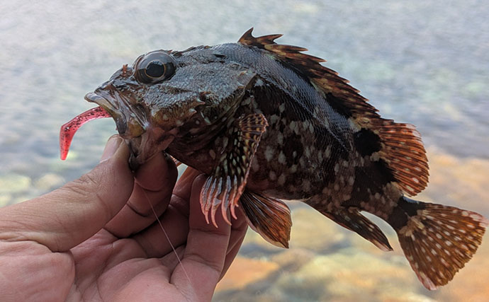 漁港周辺の浅場でライトロックゲームを満喫【京都】シオにハタ類など5魚種をキャッチ！