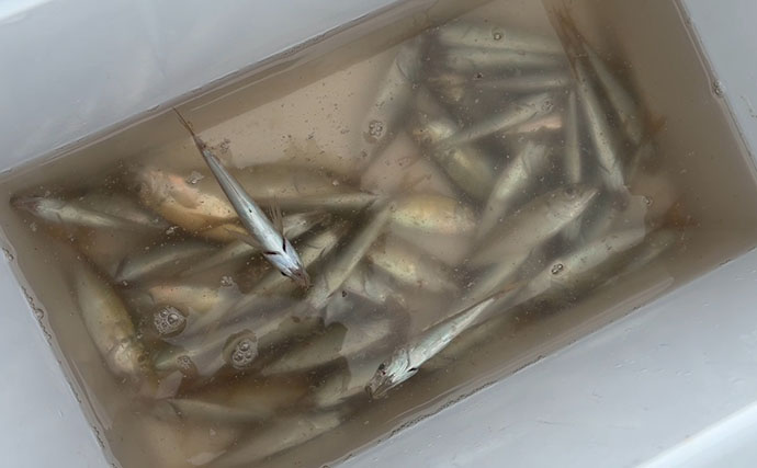 関西サビキ釣り釣果速報：夕マヅメの『大阪南港魚つり園』で豆アジ入れ食いで47匹手中
