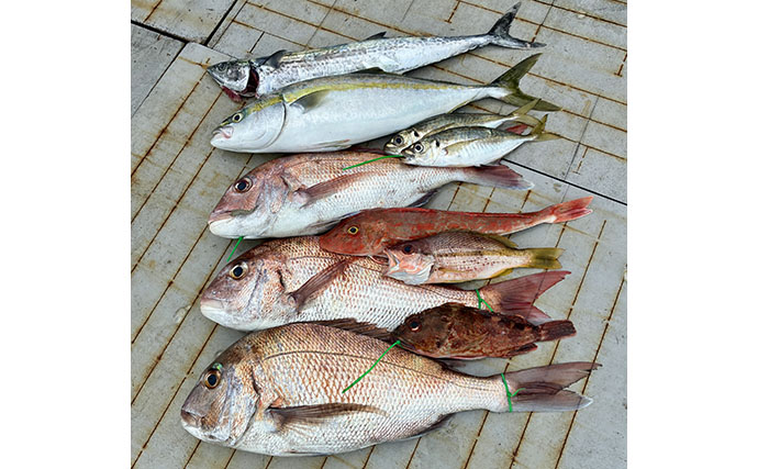 落とし込み終盤戦で50cm超えマダイを連打【和歌山・紀北】多彩な魚種で土産充実