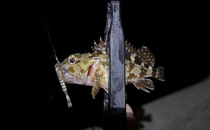 泉南エリアのライトルアー釣行でカサゴ20尾超え【大阪】表層直下で連発する場面も