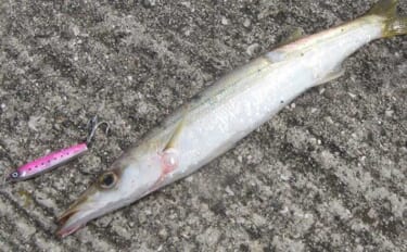 陸っぱりルアーカマス釣りのススメ 【シーズン・時合い・タックル・ルアー…