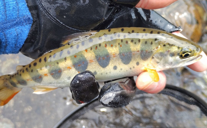 渓流釣りターゲットのサイズによるアタリの違い　大型魚ほどアタリが小さい？
