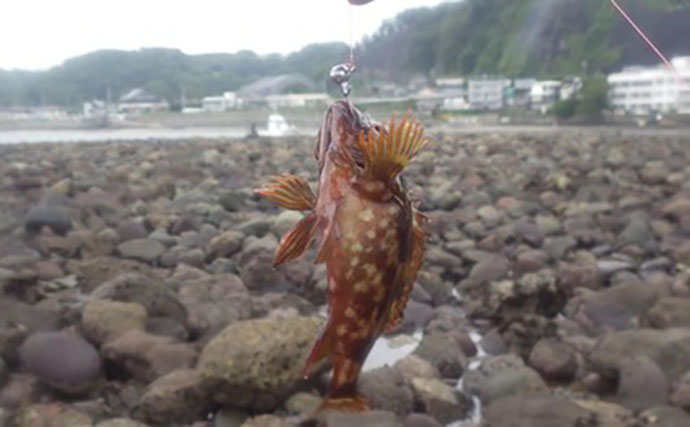 日本最古の人工島は根魚パラダイスだった【和賀江島・鎌倉】穴釣りでギンポを狙う！