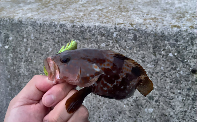 50cm「ランカー」キジハタをついにキャッチ！【岡山】ボトム特化ワームで攻略