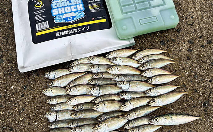関西サビキ釣り釣果速報：夕マヅメの『大阪南港魚つり園』で豆アジ入れ食いで47匹手中