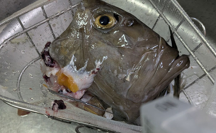 本州最南端・串本で五目ジギング満喫　苦戦しながらも美味魚でクーラー満タン！