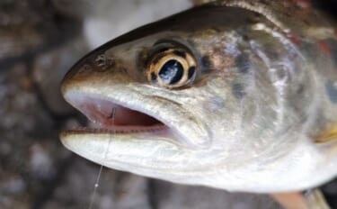渓流釣りの極細仕掛けはいつまで使える？　リセットのタイミングを解説