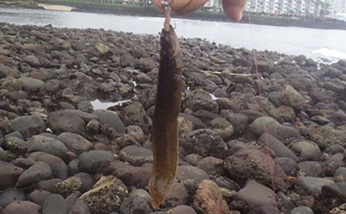 日本最古の人工島は根魚パラダイスだった【和賀江島・鎌倉】穴釣りでギンポを狙う！