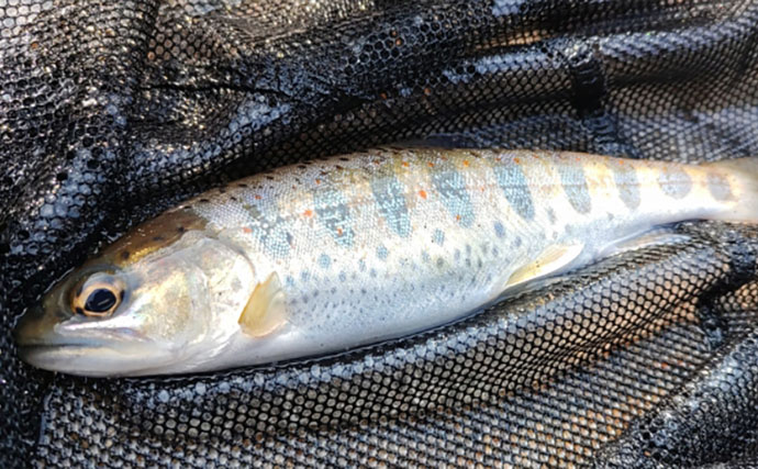 渓流釣りターゲットのサイズによるアタリの違い　大型魚ほどアタリが小さい？