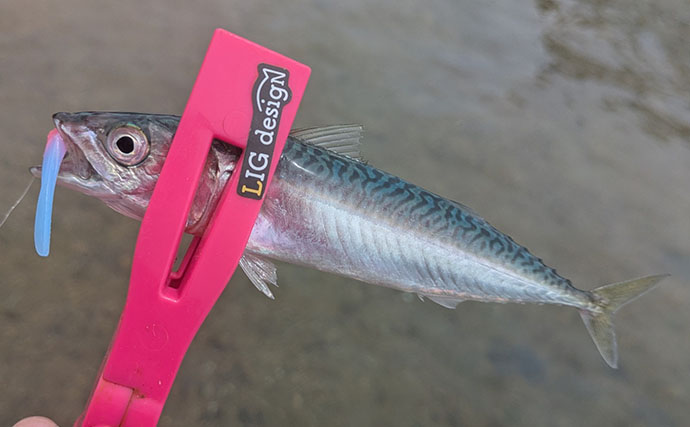 日中ライトルアー釣行でハタ類にガシラと根魚続々【京都】千切れたワームでも連発？