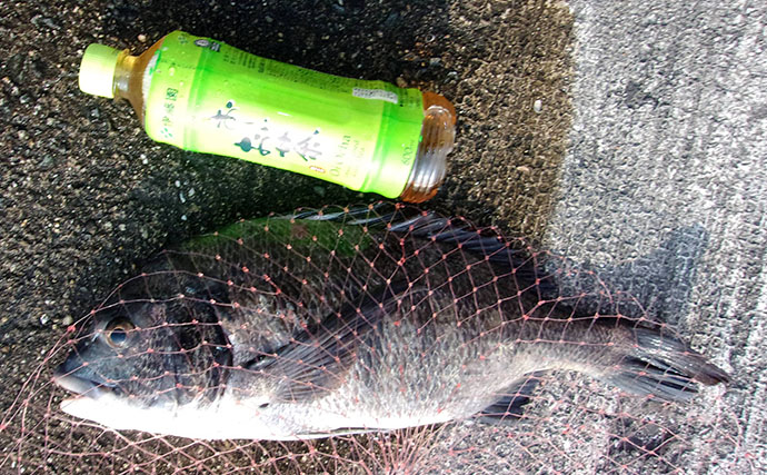 岸和田沖一文字の落とし込み釣りで43cmチヌをキャッチ！ 上り潮狙いが的中か