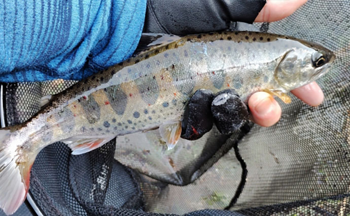 渓流釣りターゲットのサイズによるアタリの違い　大型魚ほどアタリが小さい？