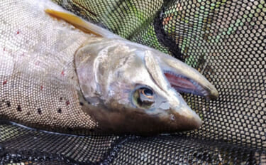 渓流釣りターゲットのサイズによるアタリの違い　大型魚ほどアタリが小さい…