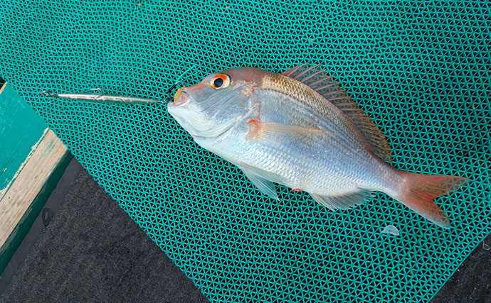 本州最南端・串本で五目ジギング満喫　苦戦しながらも美味魚でクーラー満タン！