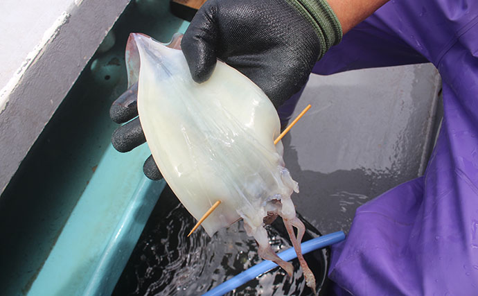 釣り人の特権『イカの沖干し』は寝かせるともっとウマい？ 3種の保存方法を徹底検証