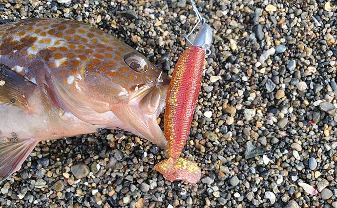 リスが作った天然ルアー「森のエビフライ」で釣りしてみた　狙い通りキジハタがヒット！