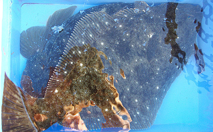 「猛暑で魚が消える？」 夏の高水温が釣果に与える影響と攻略法