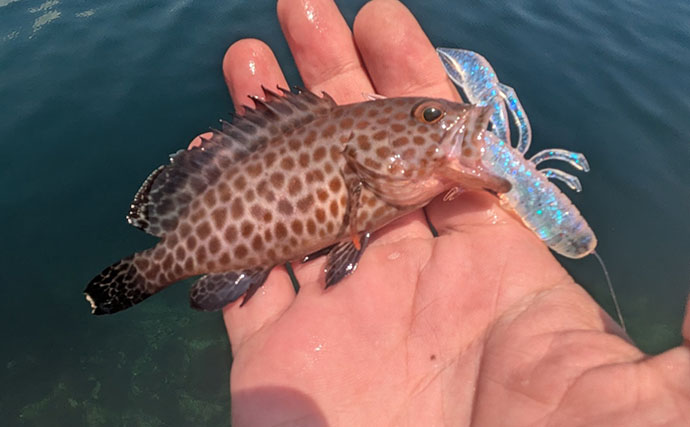 漁港周辺の浅場でライトロックゲームを満喫【京都】シオにハタ類など5魚種をキャッチ！