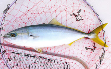 「猛暑で魚が消える？」 夏の高水温が釣果に与える影響と攻略法