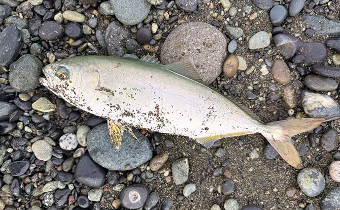 西湘サーフの人気釣法「サーフトローリング」でブリの幼魚ワカシをキャッチ！【大磯】