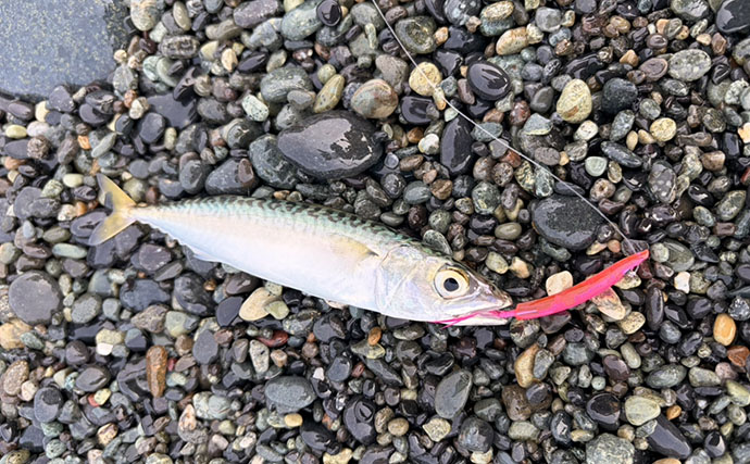 西湘サーフの人気釣法「サーフトローリング」でブリの幼魚ワカシをキャッチ！【大磯】