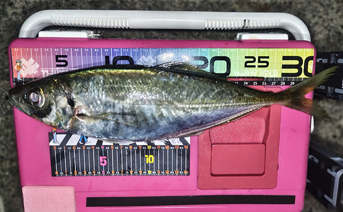 アジング大会のプラで35cm級大型アジが連発！【福井】練習で釣れすぎて翌日の本番は棄権？